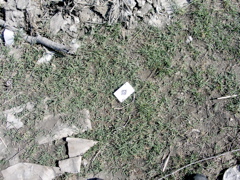 Playing Card