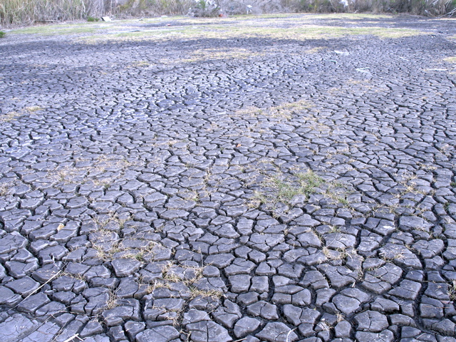 Caked Mud